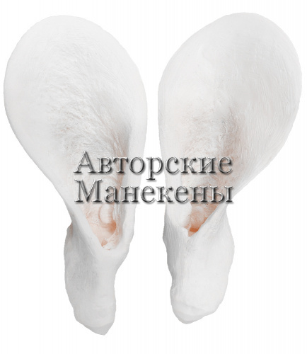 Уши медведь гималайский
