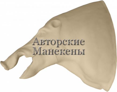 Манекен кабан КБНТ-9