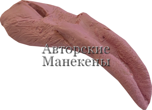 Язык орлан ЯОР-1