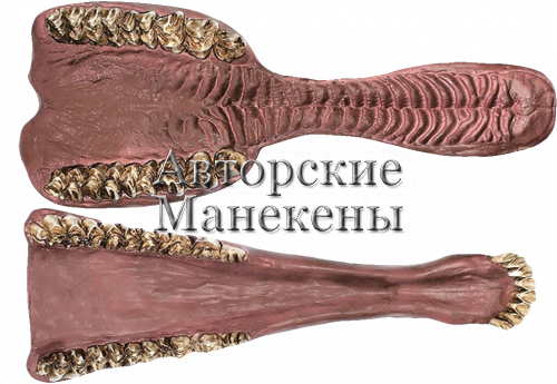 Челюсти лось европейский