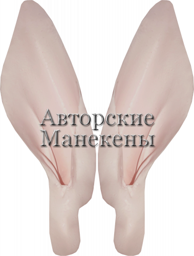 Уши олень благородный, марал