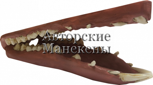 Челюсти поросенок