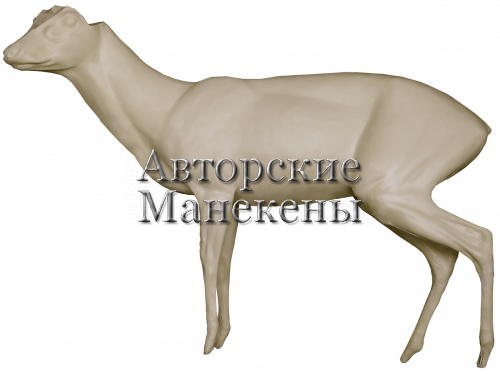 Манекен мунтжак китайский МУНМ-2 Л