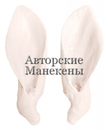 Уши як