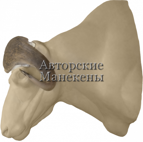 Манекен овцебык ОВЦТ-2