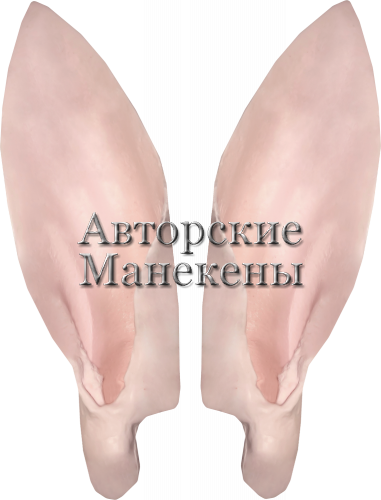 Уши лань