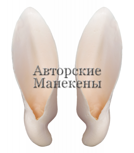 Уши архар Северцова