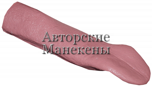 Язык олень благородный, марал ЯОБ-1