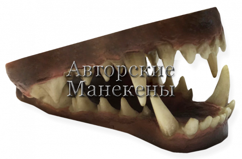 Челюсти шакал азиатский