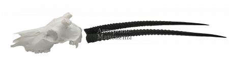 Рога орикс аравийский